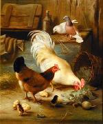 unknow artist Cocks 139 oil painting reproduction